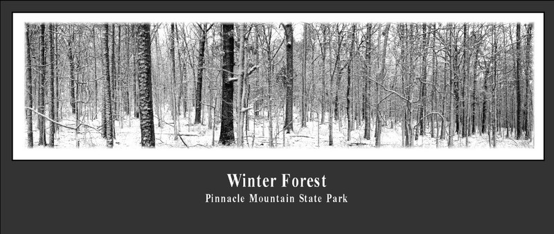 Winter Forest.jpg