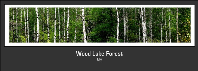 Wood Lake Forest.jpg
