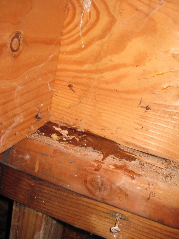 the leak.jpg :: Water intrusion from window flashing