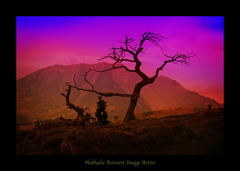 Crow nest Pass.jpg