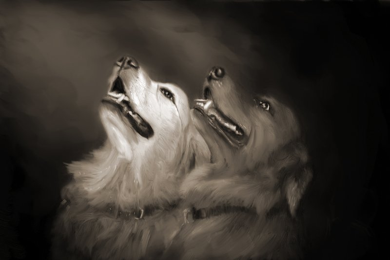 Langis Pooches-002.jpg