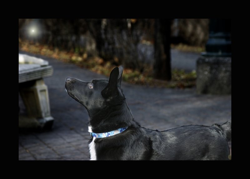Magic Dog copy.jpg