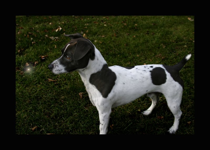 Magic dog 2 copy.jpg