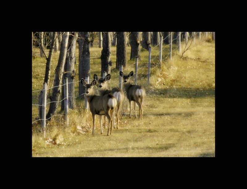 Oh my Deer.jpg