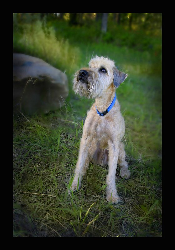 Sween_0027-dog copy.jpg