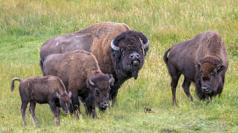 IMG_3797.jpg