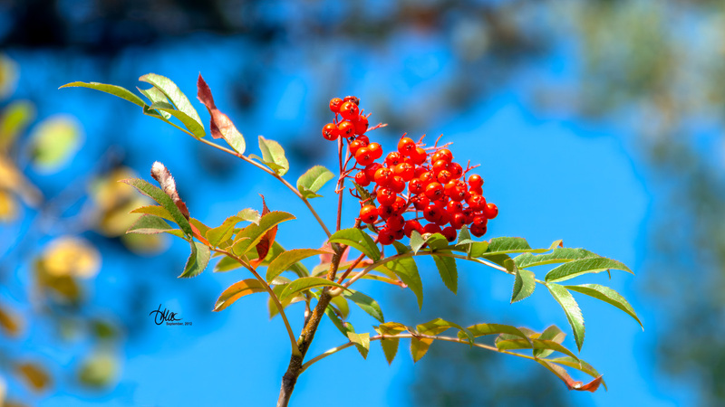 IMG_4093(1).jpg