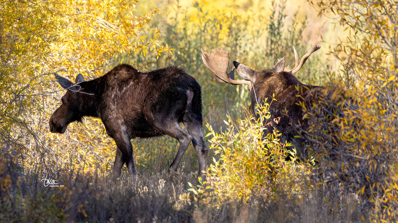 TMAC0041.jpg :: Upscaled with Gigapixel v1.0.4. 5761x3241 => 5761x3241 (1x) Model: RecoveryXL, denoise: 1, decompression: 0.01, sharpen: , sharpen: 0.01, sharpen: 2