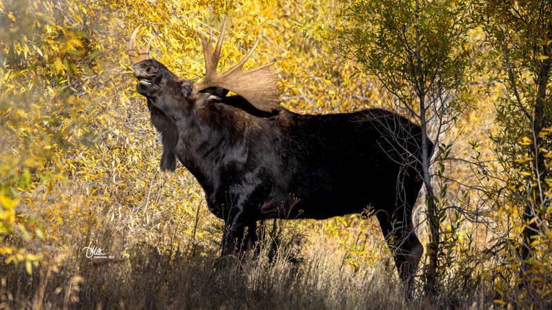 TMAC0098.jpg :: Upscaled with Gigapixel v1.0.4. 5449x3065 => 5449x3065 (1x) Model: RecoveryXL, denoise: 1, decompression: 0.01, sharpen: , sharpen: 0.01, sharpen: 2