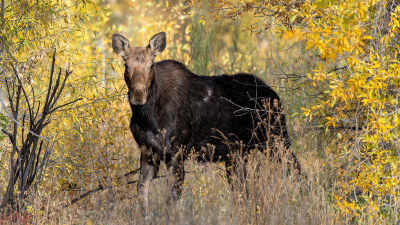 TMAC0126.jpg :: Upscaled with Gigapixel v1.0.4. 5140x2891 => 5140x2891 (1x) Model: RecoveryXL, denoise: 1, decompression: 0.01, sharpen: , sharpen: 0.01, sharpen: 2