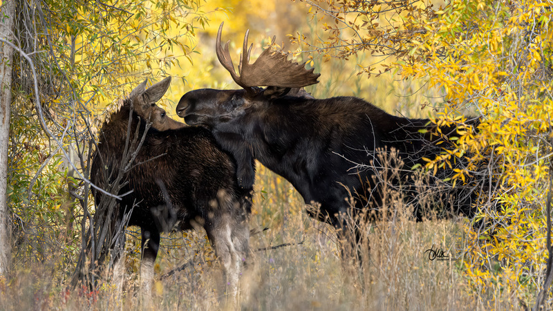 TMAC0151.jpg :: Upscaled with Gigapixel v1.0.4. 6056x3406 => 6056x3406 (1x) Model: RecoveryXL, denoise: 1, decompression: 0.01, sharpen: , sharpen: 0.01, sharpen: 2