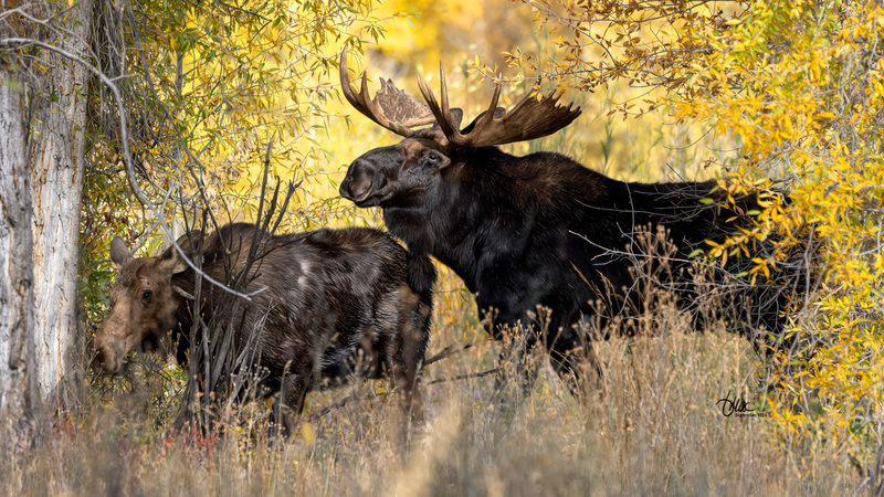 TMAC0177.jpg :: Upscaled with Gigapixel v1.0.4. 6416x3609 => 6416x3609 (1x) Model: RecoveryXL, denoise: 1, decompression: 0.01, sharpen: , sharpen: 0.01, sharpen: 2