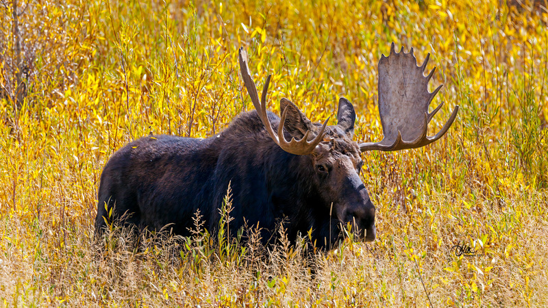 TMAC0301(1).jpg :: Upscaled with Gigapixel v1.0.2. 5875x3305 => 5875x3305 (1x) Model: RecoveryV2, detail: 0.38008846489719805
