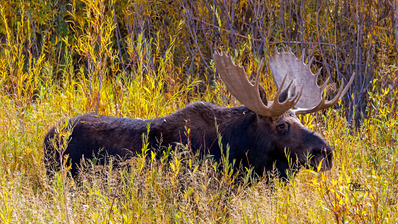 TMAC0315.jpg :: Upscaled with Gigapixel v1.0.2. 4835x2720 => 4835x2720 (1x) Model: RecoveryV2, detail: 0.38008846489719805
