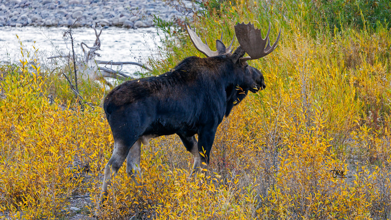 TMAC0350.jpg :: Upscaled with Gigapixel v1.0.2. 7161x4028 => 7161x4028 (1x) Model: RecoveryV2, detail: 0.38008846489719805
