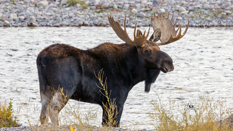 TMAC0359.jpg :: Upscaled with Gigapixel v1.0.2. 6565x3693 => 6565x3693 (1x) Model: RecoveryV2, detail: 0.38008846489719805