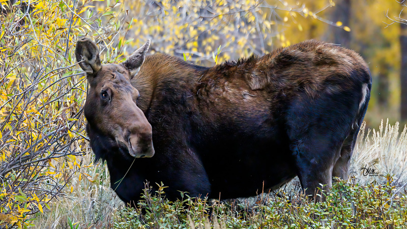 TMAC0415.jpg :: Upscaled with Gigapixel v1.0.2. 3534x1988 => 4240x2385 (1.2x) Model: RecoveryV2, detail: 0.01