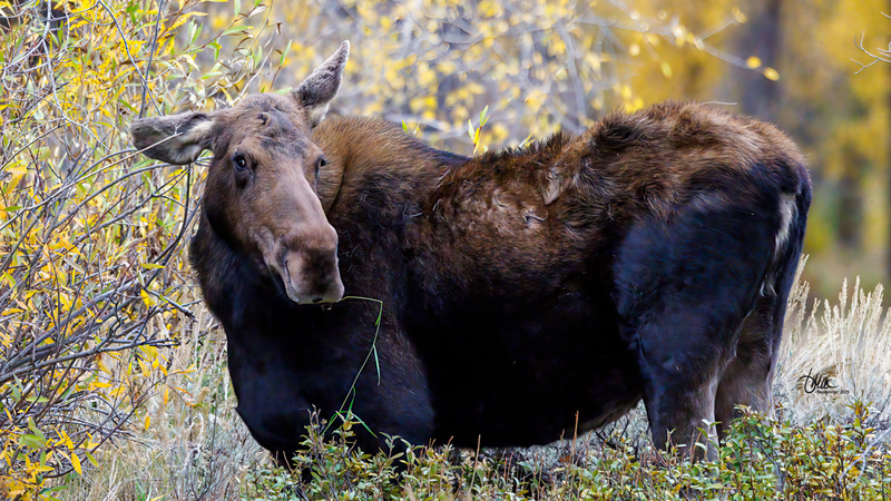 TMAC0424.jpg :: Upscaled with Gigapixel v1.0.2. 5086x2861 => 5086x2861 (1x) Model: RecoveryV2, detail: 0.01