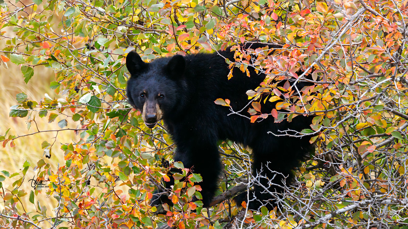 TMAC0488.jpg :: Upscaled with Gigapixel v1.0.2. 2686x1511 => 4297x2417 (1.6x) Model: RecoveryV2, detail: 0.01675337565138363