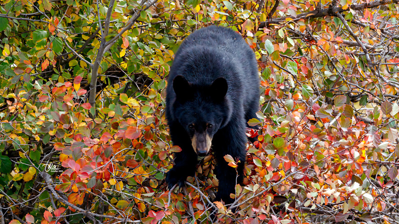 TMAC0579.jpg :: Upscaled with Gigapixel v1.0.2. 2718x1529 => 4892x2752 (1.8x) Model: RecoveryV2, detail: 0.016753375651383684