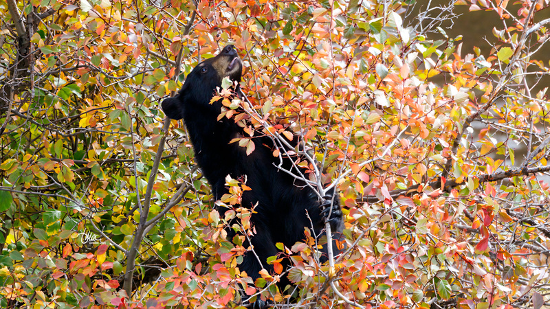 TMAC0607.jpg :: Upscaled with Gigapixel v1.0.2. 2852x1604 => 4848x2726 (1.7x) Model: RecoveryV2, detail: 0.016753375651383684