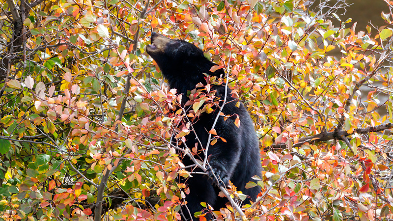 TMAC0612.jpg :: Upscaled with Gigapixel v1.0.2. 2668x1501 => 4802x2701 (1.8x) Model: RecoveryV2, detail: 0.016753375651383684