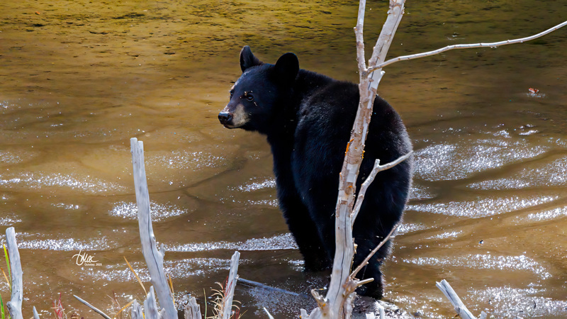 TMAC0787.jpg :: Upscaled with Gigapixel v1.0.2. 2567x1444 => 5134x2888 (2x) Model: RecoveryV2, detail: 0.016753375651383684