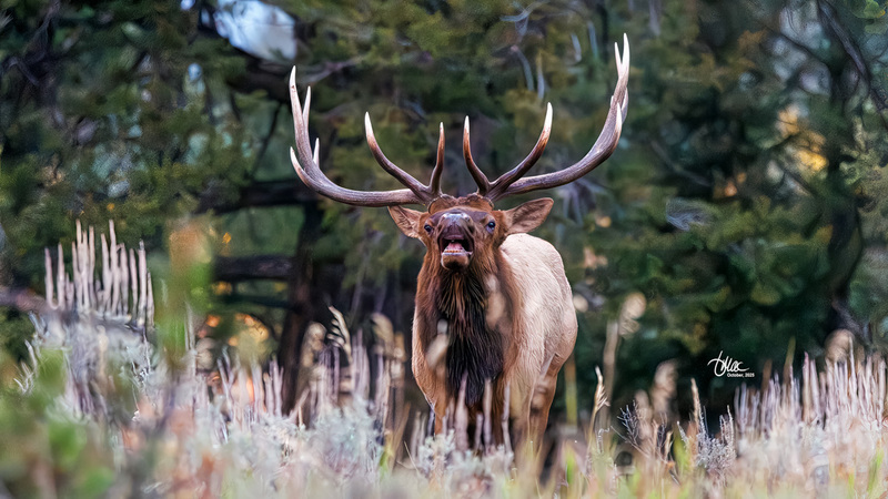 TMAC1177(1).jpg :: Upscaled with Gigapixel v1.0.4. 6739x3791 => 6739x3791 (1x) Model: RecoveryXL, denoise: 1, decompression: 0.01, sharpen: , sharpen: 0.01, sharpen: 2