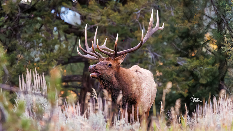 TMAC1184.jpg :: Upscaled with Gigapixel v1.0.4. 6931x3899 => 6931x3899 (1x) Model: RecoveryXL, denoise: 1, decompression: 0.01, sharpen: , sharpen: 0.01, sharpen: 2