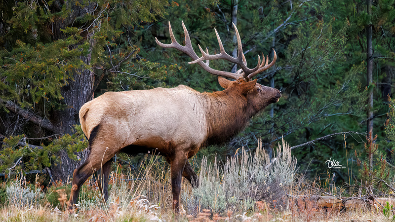 TMAC1218.jpg :: Upscaled with Gigapixel v1.0.4. 6229x3504 => 6229x3504 (1x) Model: RecoveryXL, denoise: 1, decompression: 0.01, sharpen: , sharpen: 0.01, sharpen: 2