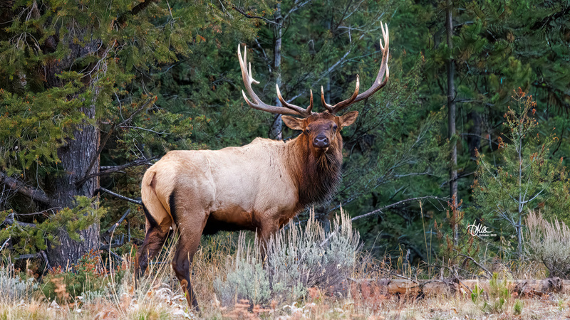 TMAC1238(1).jpg :: Upscaled with Gigapixel v1.0.4. 7049x3965 => 7049x3965 (1x) Model: RecoveryXL, denoise: 1, decompression: 0.01, sharpen: , sharpen: 0.01, sharpen: 2