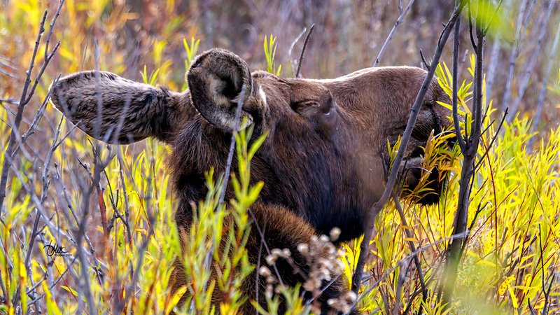 TMAC1319.jpg :: Upscaled with Gigapixel v1.0.2. 4389x2469 => 4389x2469 (1x) Model: RecoveryV2, detail: 0.016753375651383684