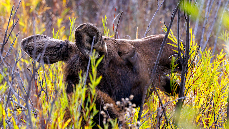 TMAC1323.jpg :: Upscaled with Gigapixel v1.0.2. 4389x2469 => 4389x2469 (1x) Model: RecoveryV2, detail: 0.016753375651383684