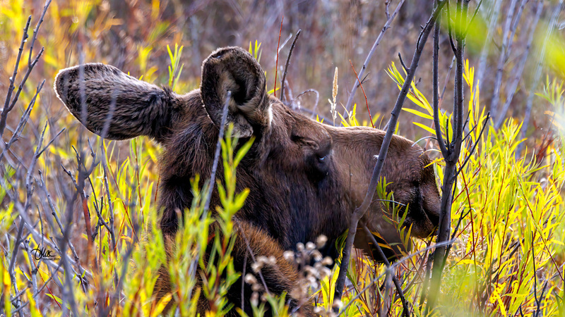 TMAC1325.jpg :: Upscaled with Gigapixel v1.0.2. 4389x2469 => 4389x2469 (1x) Model: RecoveryV2, detail: 0.016753375651383684