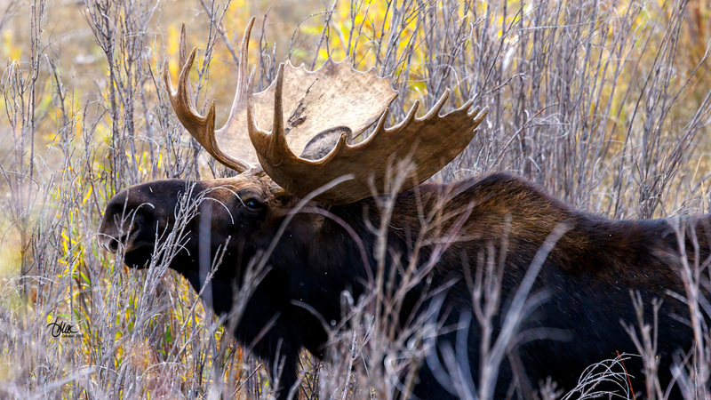 TMAC1353.jpg :: Upscaled with Gigapixel v1.0.2. 5964x3355 => 5964x3355 (1x) Model: RecoveryV2, detail: 0.016753375651383684