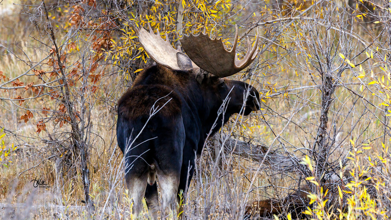 TMAC1394(1).jpg :: Upscaled with Gigapixel v1.0.2. 5393x3034 => 5393x3034 (1x) Model: RecoveryV2, detail: 0.016753375651383684