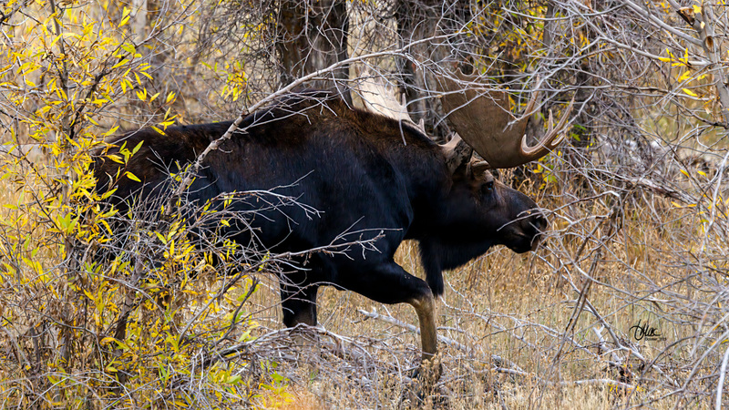 TMAC1442(1).jpg :: Upscaled with Gigapixel v1.0.2. 5178x2913 => 5178x2913 (1x) Model: RecoveryV2, detail: 0.016753375651383684