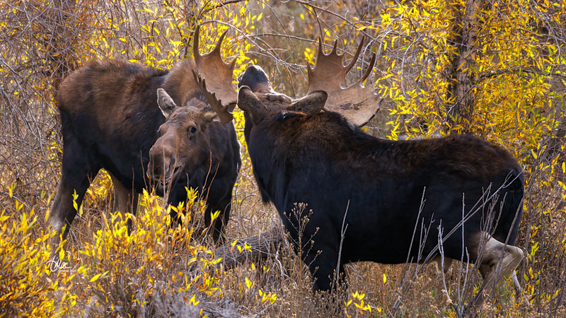TMAC1463(1).jpg :: Upscaled with Gigapixel v1.0.2. 5676x3193 => 5676x3193 (1x) Model: RecoveryV2, detail: 0.016753375651383684