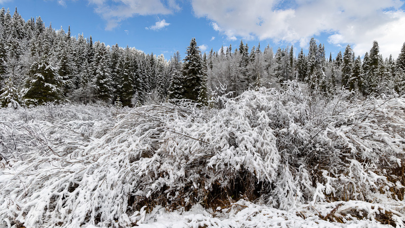 TMAC1483(1).jpg :: Upscaled with Gigapixel v8.4.3. 5438x3059 => 5438x3059 (1x) @ 300 ppi Model: RecoveryV2, detail: 0.38008846489719805