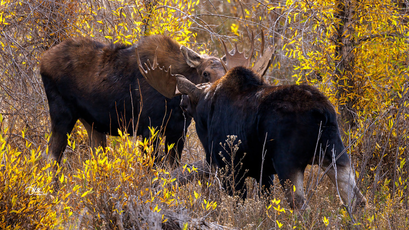 TMAC1486(2).jpg :: Upscaled with Gigapixel v1.0.2. 5676x3193 => 5676x3193 (1x) Model: RecoveryV2, detail: 0.016753375651383684