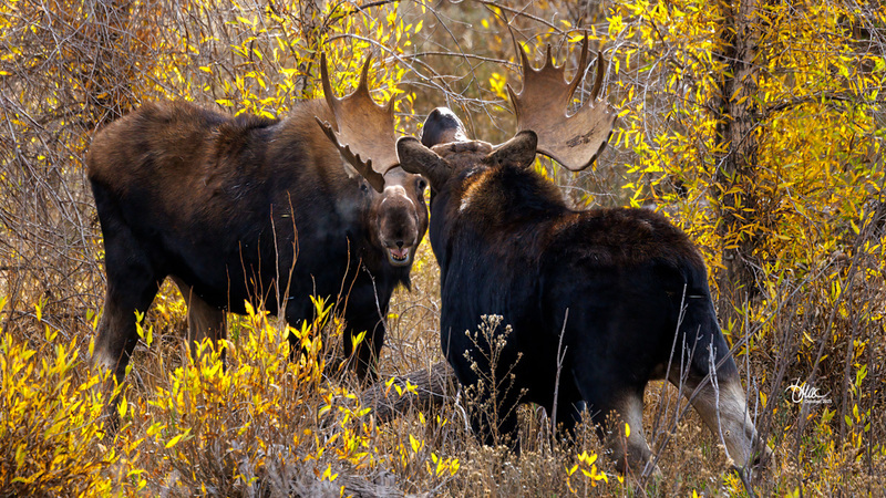 TMAC1489.jpg :: Upscaled with Gigapixel v1.0.2. 5676x3193 => 5676x3193 (1x) Model: RecoveryV2, detail: 0.016753375651383684