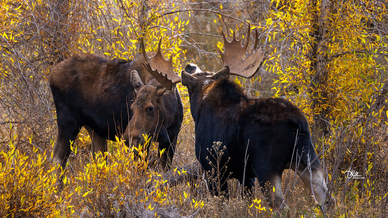 TMAC1494.jpg :: Upscaled with Gigapixel v1.0.2. 6005x3378 => 6005x3378 (1x) Model: RecoveryV2, detail: 0.016753375651383684
