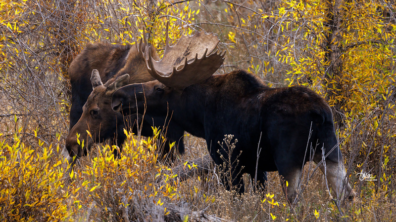 TMAC1499(1).jpg :: Upscaled with Gigapixel v1.0.2. 5941x3342 => 5941x3342 (1x) Model: RecoveryV2, detail: 0.016753375651383684
