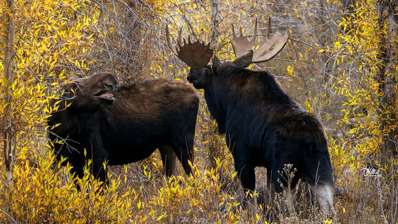 TMAC1512(1).jpg :: Upscaled with Gigapixel v1.0.2. 6277x3531 => 6277x3531 (1x) Model: RecoveryV2, detail: 0.016753375651383684