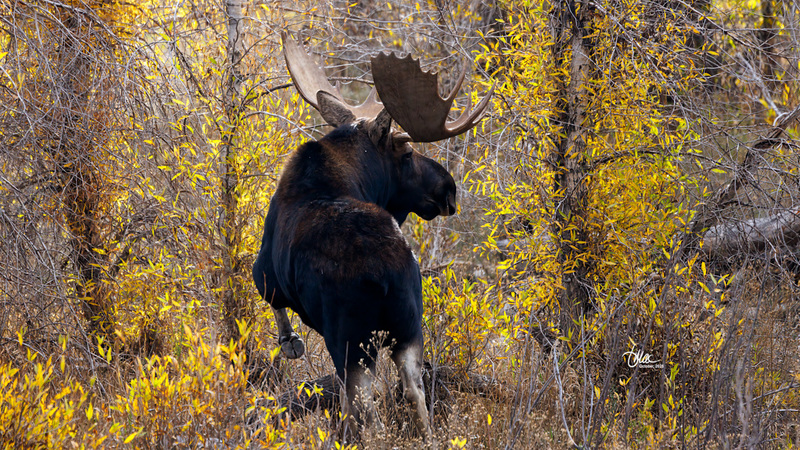 TMAC1527.jpg :: Upscaled with Gigapixel v1.0.2. 6467x3638 => 6467x3638 (1x) Model: RecoveryV2, detail: 0.016753375651383684