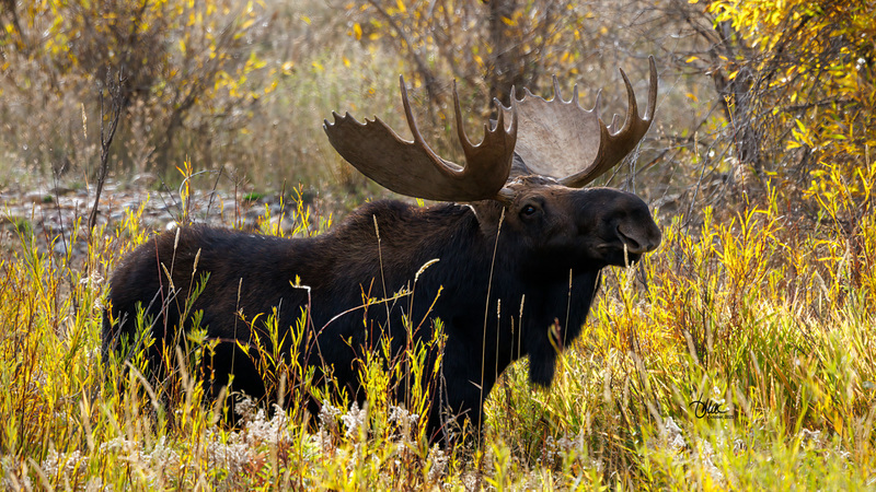 TMAC1535.jpg :: Upscaled with Gigapixel v1.0.2. 6005x3378 => 6005x3378 (1x) Model: RecoveryV2, detail: 0.016753375651383684