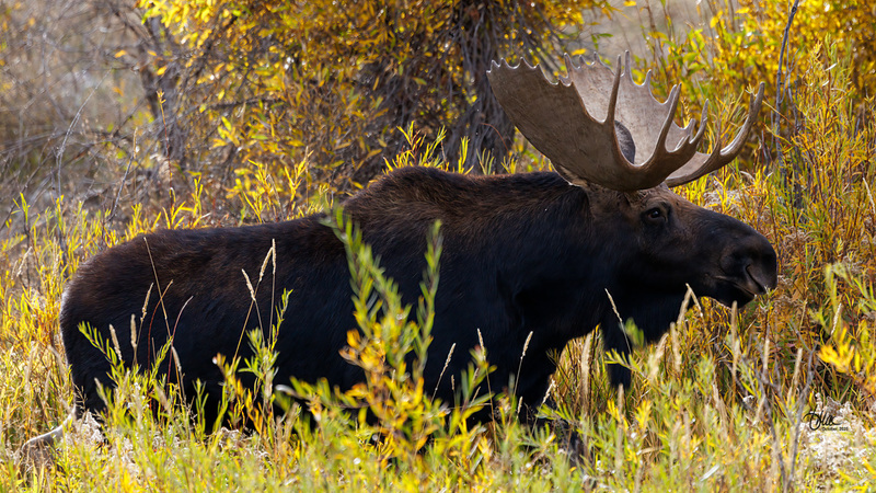 TMAC1548.jpg :: Upscaled with Gigapixel v1.0.2. 6005x3378 => 6005x3378 (1x) Model: RecoveryV2, detail: 0.016753375651383684