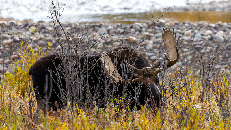TMAC1615(2).jpg :: Upscaled with Gigapixel v1.0.2. 4686x2636 => 4686x2636 (1x) Model: RecoveryV2, detail: 0.016753375651383684