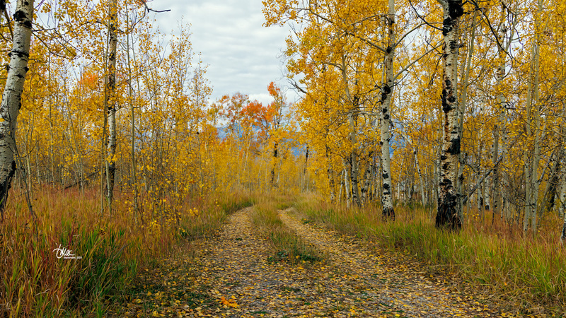 TMAC1665(1).jpg :: Upscaled with Gigapixel v1.0.2. 5472x3078 => 5472x3078 (1x) Model: RecoveryV2, detail: 0.38008846489719805