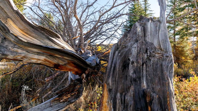 TMAC1695.jpg :: Upscaled with Gigapixel v1.0.2. 5472x3078 => 5472x3078 (1x) Model: RecoveryV2, detail: 0.01